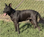 Nyla - Female Mutt Dog for Adoption - Small photo
