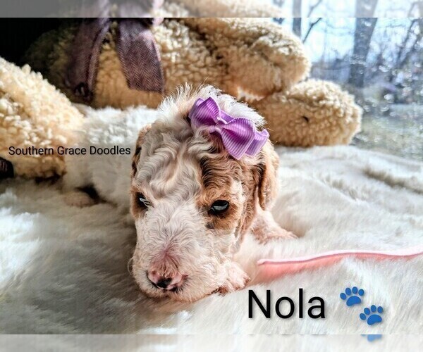 Medium Photo #142 Goldendoodle (Miniature) Puppy For Sale in GASTONIA, NC, USA