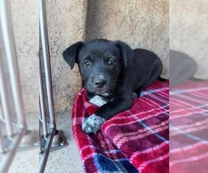 Mutt Dogs for adoption in Oklahoma City, OK, USA