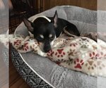 Small Photo #1 Chihuahua-Unknown Mix Puppy For Sale in Dallas, TX, USA