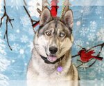 Small Photo #1 Siberian Husky Puppy For Sale in South Lake Tahoe, CA, USA
