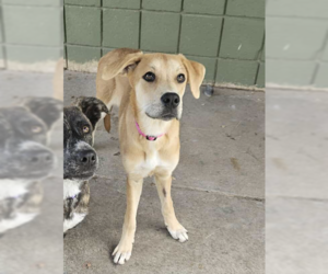 Mutt Dogs for adoption in Coralville, IA, USA