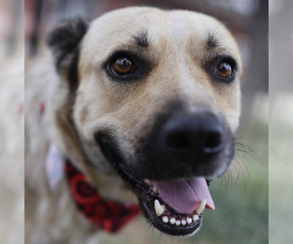 Medium Photo #1 German Shepherd Dog-Unknown Mix Puppy For Sale in San Antonio, TX, USA