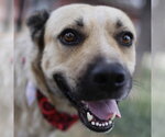 Small German Shepherd Dog Mix