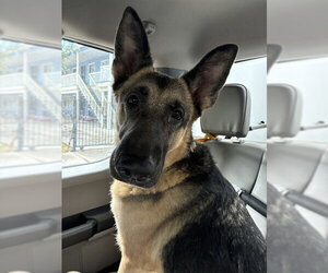 German Shepherd Dog Dogs for adoption in Stockton, CA, USA