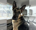 Small German Shepherd Dog