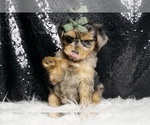 Small #2 Morkie
