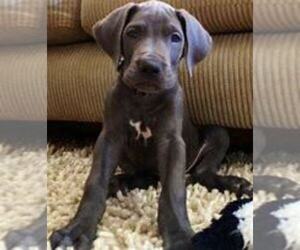 Great Dane Puppy for sale in EVANSVILLE, IN, USA