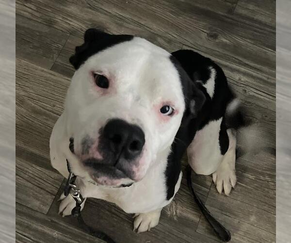 Medium Photo #1 American Staffordshire Terrier-Unknown Mix Puppy For Sale in San Antonio, TX, USA