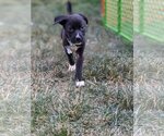 Small #3 American Staffordshire Terrier-Great Pyrenees Mix
