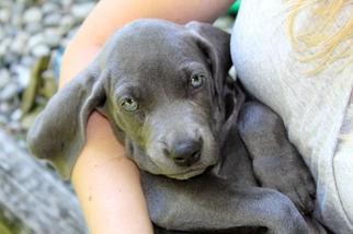 Weimaraner Puppy for sale in BAILEY, MI, USA