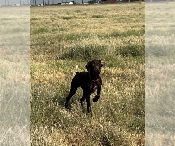 Medium Photo #4 German Shorthaired Pointer Puppy For Sale in HASKELL, TX, USA