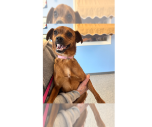 Chipin Dogs for adoption in Greenbelt, MD, USA