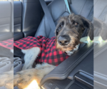Small Photo #2 Poodle (Standard)-Unknown Mix Puppy For Sale in Brooklyn, NY, USA