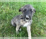Puppy Dragon Irish Wolfhound
