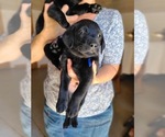 Small Photo #12 Labrador Retriever Puppy For Sale in WAGENER, SC, USA