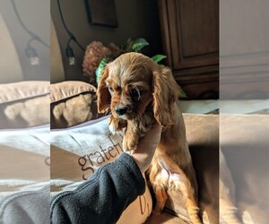 Cavalier King Charles Spaniel Puppy for sale in CENTURIA, WI, USA