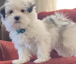 Mal-Shi-Shih Tzu Mix Puppy for sale in HASTINGS, MI, USA