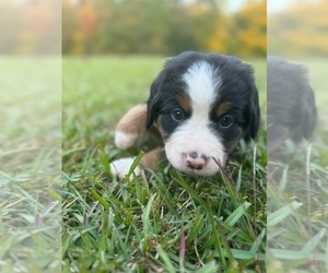 Bernese Mountain Dog Puppy for Sale in SANFORD, North Carolina USA