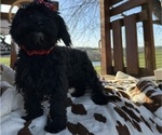Small Photo #10 Maltipoo Puppy For Sale in LANCASTER, MO, USA