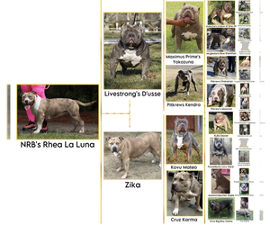 Mother of the American Bully puppies born on 08/20/2023