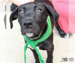Small #10 Labrador Retriever Mix