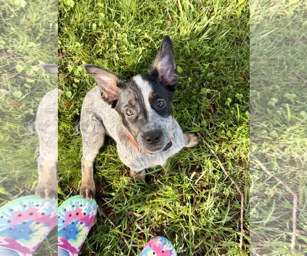 Medium Photo #3 Mutt Puppy For Sale in Garden City, NY, USA