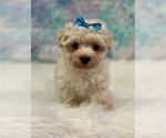 Small #4 Poodle (Toy)