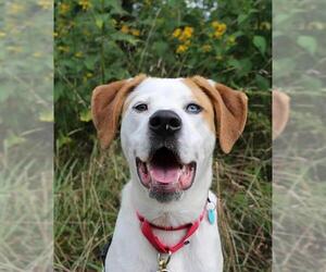 Labrador Retriever-Unknown Mix Dogs for adoption in Waterford, VA, USA