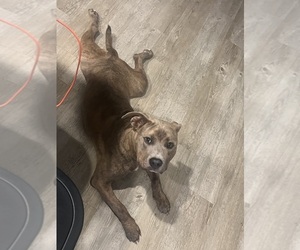 American Pit Bull Terrier-Bullypit Mix Puppy for sale in JACKSONVILLE, FL, USA