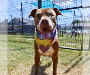 American Staffordshire Terrier-Unknown Mix Dogs for adoption in San Antonio, TX, USA