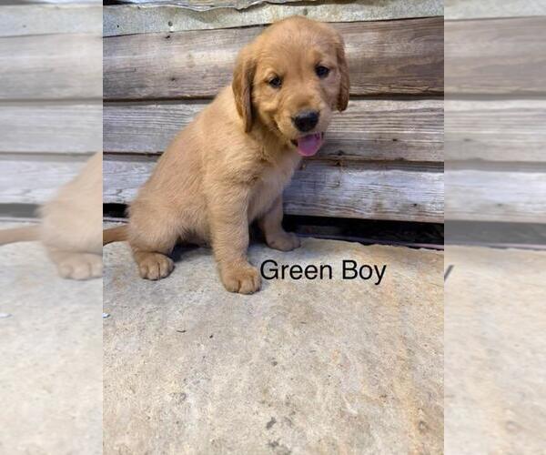 Medium Photo #4 Golden Retriever Puppy For Sale in SANDERSVILLE, GA, USA