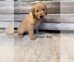 Small #3 Golden Retriever