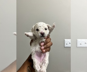 Mal-Shi Puppy for sale in MARIETTA, GA, USA