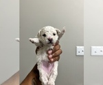 Small Photo #1 Mal-Shi Puppy For Sale in MARIETTA, GA, USA