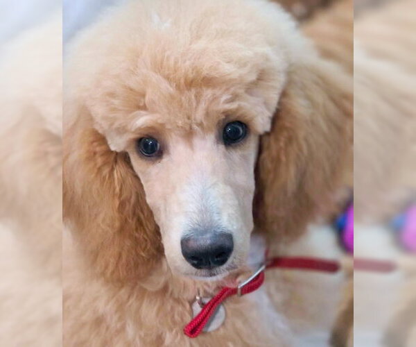 Medium Photo #2 Poodle (Standard) Puppy For Sale in Chino Hills, CA, USA