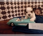 Puppy 1 Yorkshire Terrier
