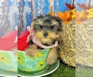 Morkie Puppy for Sale in CASSVILLE, Missouri USA