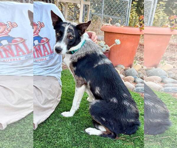 Medium Photo #1 Border Collie-Unknown Mix Puppy For Sale in Paso Robles, CA, USA