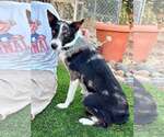 Small Border Collie Mix