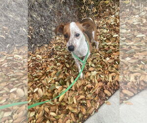 Mutt Dogs for adoption in Chico, CA, USA