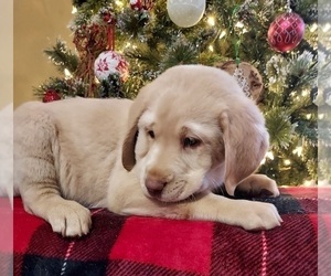 Labrador Retriever Puppy for sale in BURNSVILLE, NC, USA