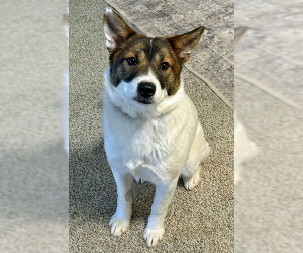 Medium Photo #10 Australian Shepherd-Unknown Mix Puppy For Sale in Arlington, VA, USA