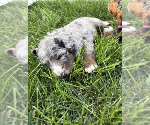 Medium Photo #34 Bernedoodle (Miniature) Puppy For Sale in HELPER, UT, USA
