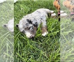 Small Photo #34 Bernedoodle (Miniature) Puppy For Sale in HELPER, UT, USA