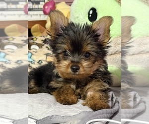 Yorkshire Terrier Puppy for sale in VALRICO, FL, USA