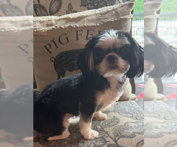Medium Photo #1 Shih Tzu Puppy For Sale in HAM LAKE, MN, USA
