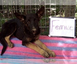 German Shepherd Dog Puppy for sale in LOGAN, OH, USA