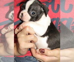 Small Photo #3 Boston Terrier Puppy For Sale in SPENCERVILLE, IN, USA