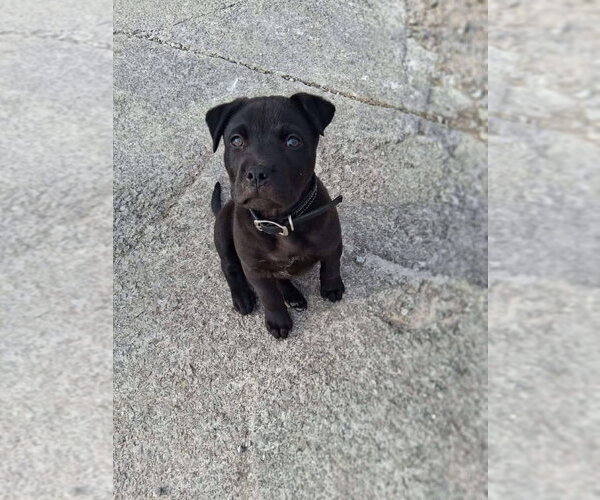 Medium Photo #2 Labrador Retriever-Unknown Mix Puppy For Sale in Aurora, IN, USA